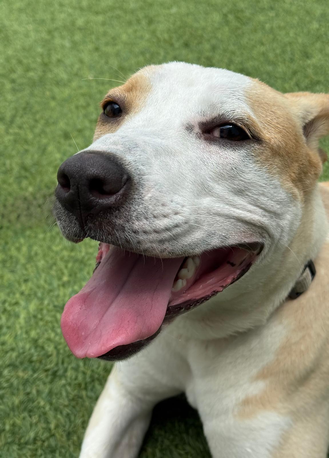 Bambi - A Runners Dream, Adoptable, Puppy Female Mixed Breed.