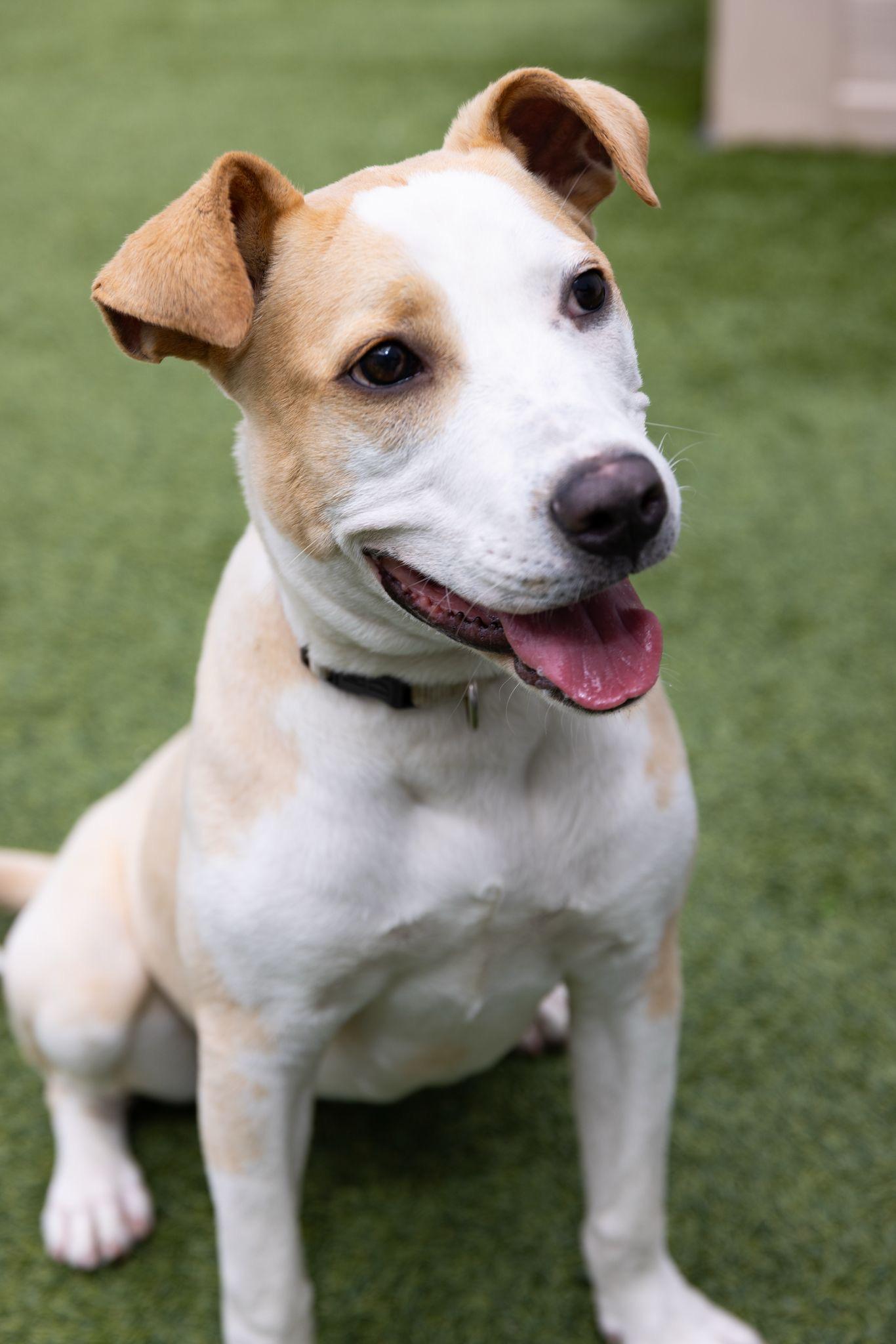 Enlarge Bambi - A Runners Dream, a Adoptable mixed breed in Glen Head, NY image 5/6