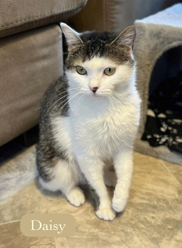Enlarge Daisy, a Adoptable Domestic Short Hair in Chalfont, PA image 2/6
