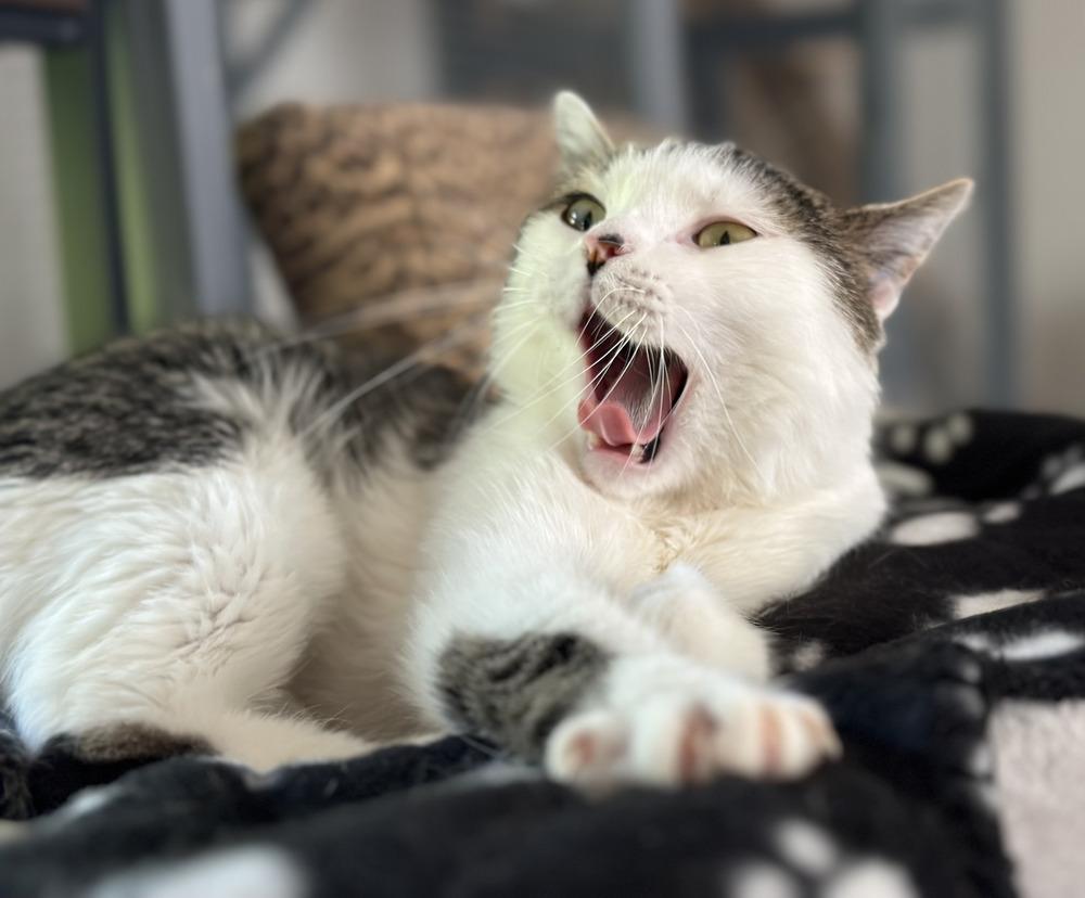 Enlarge Daisy, a Adoptable Domestic Short Hair in Chalfont, PA image 3/6