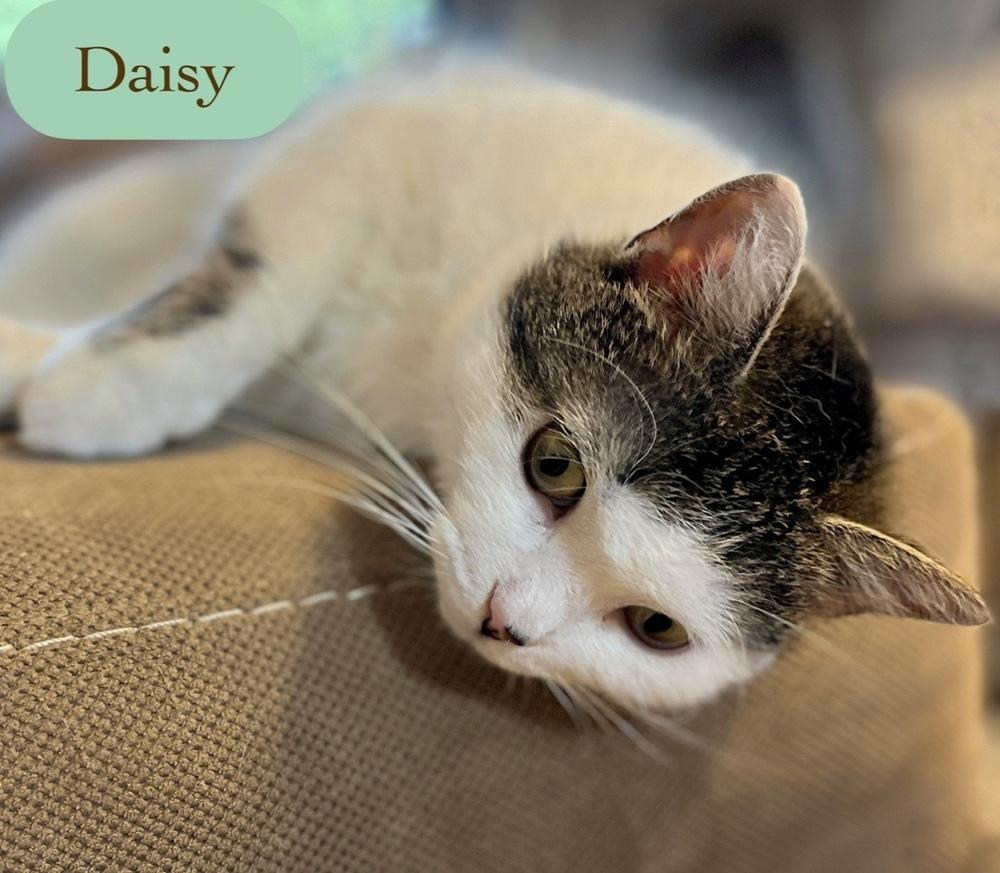 Enlarge Daisy, a Adoptable Domestic Short Hair in Chalfont, PA image 4/6