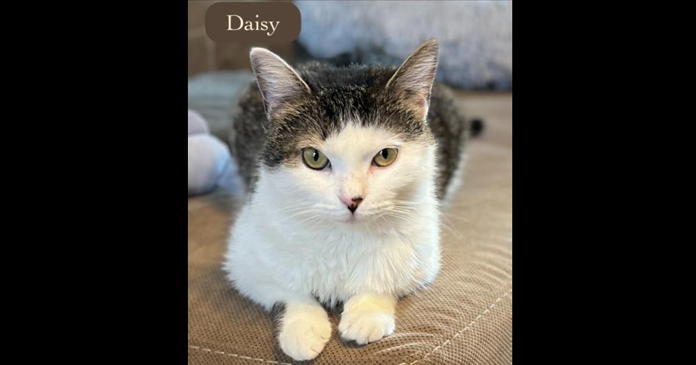 Enlarge Daisy, a Adoptable Domestic Short Hair in Chalfont, PA image 5/6