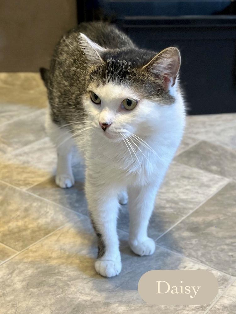 Enlarge Daisy, a Adoptable Domestic Short Hair in Chalfont, PA image 6/6
