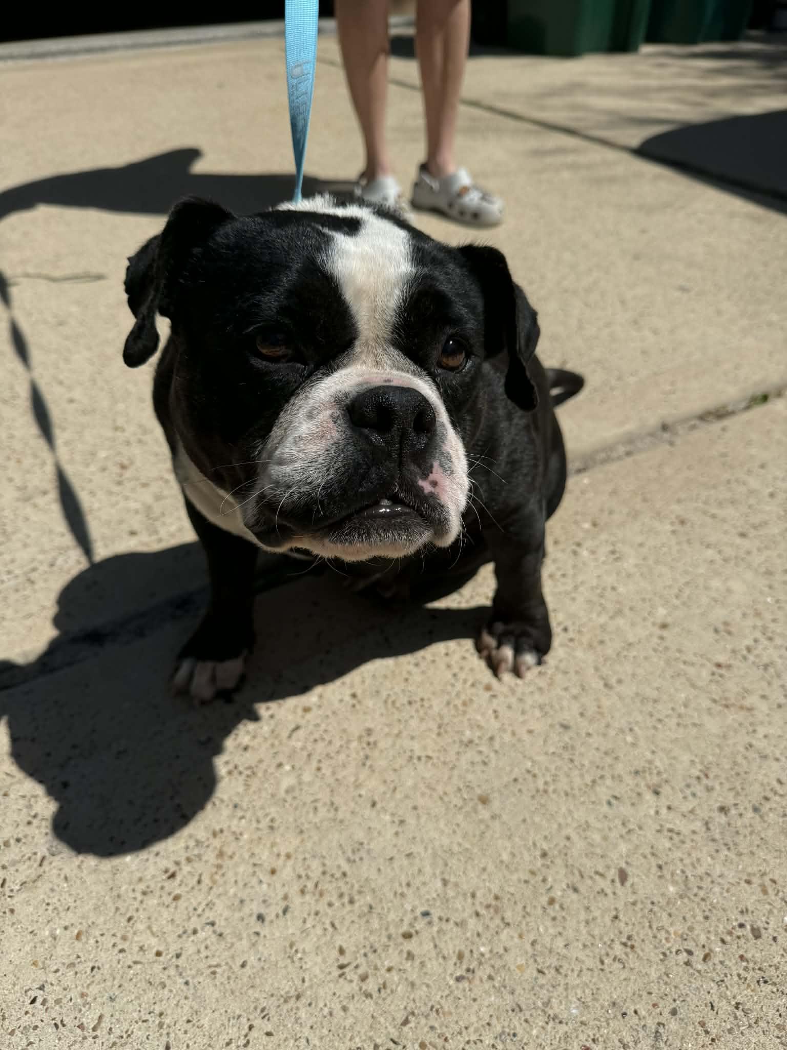 Bailey, Adoptable, Adult Female English Bulldog.