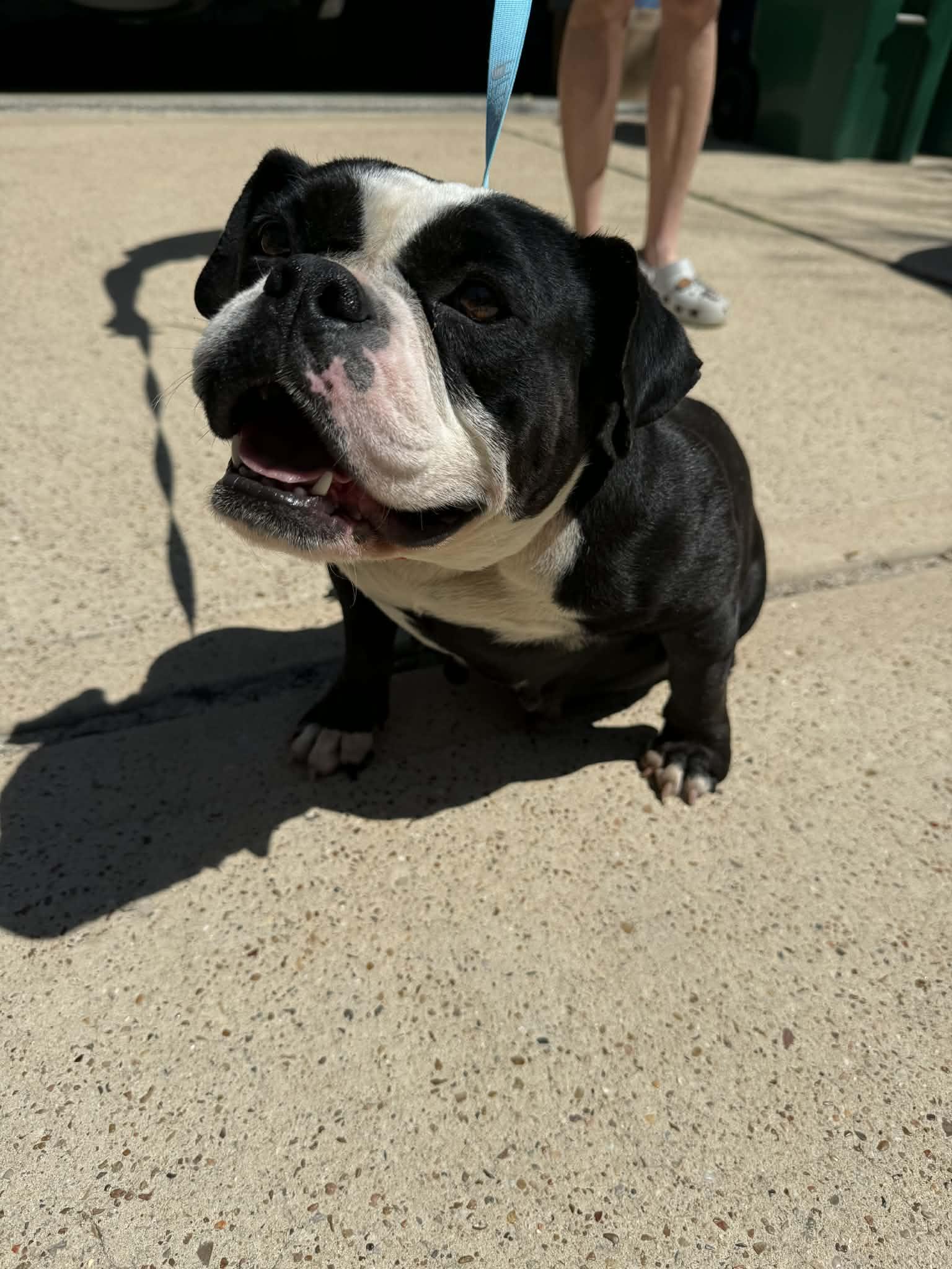 Enlarge Bailey, a Adoptable English Bulldog in Van Vleck, TX image 2/2