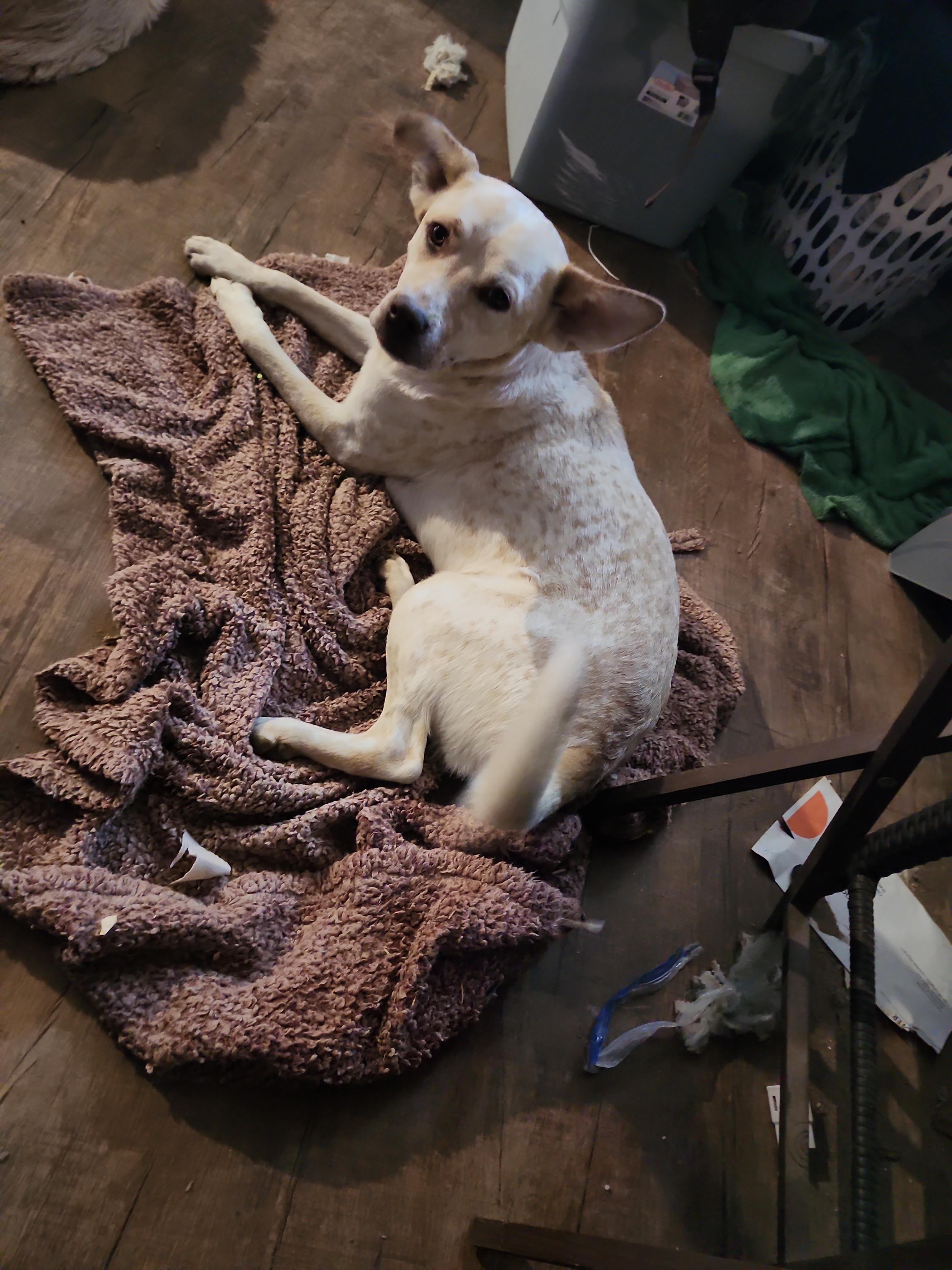 Kya, Adoptable, Young Female Mixed Breed & Shepherd.