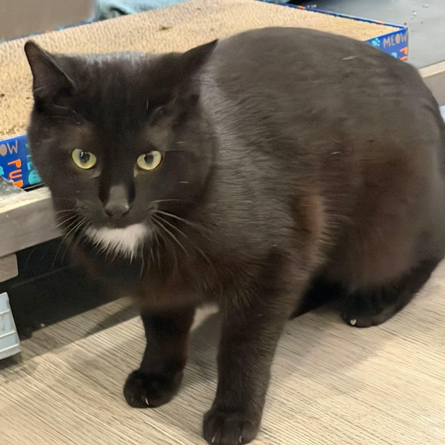 Enlarge Buddy, an adopted mixed breed in South Park, PA image 1/3