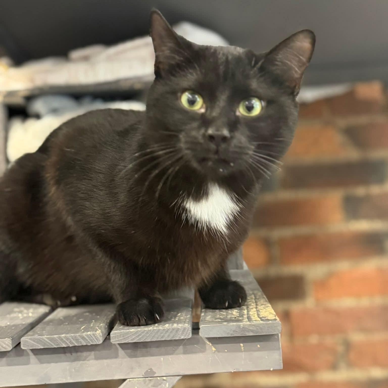 Enlarge Buddy, an adopted mixed breed in South Park, PA image 2/3