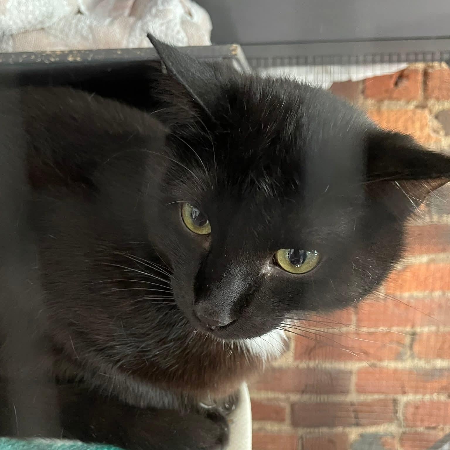 Enlarge Buddy, an adopted mixed breed in South Park, PA image 3/3