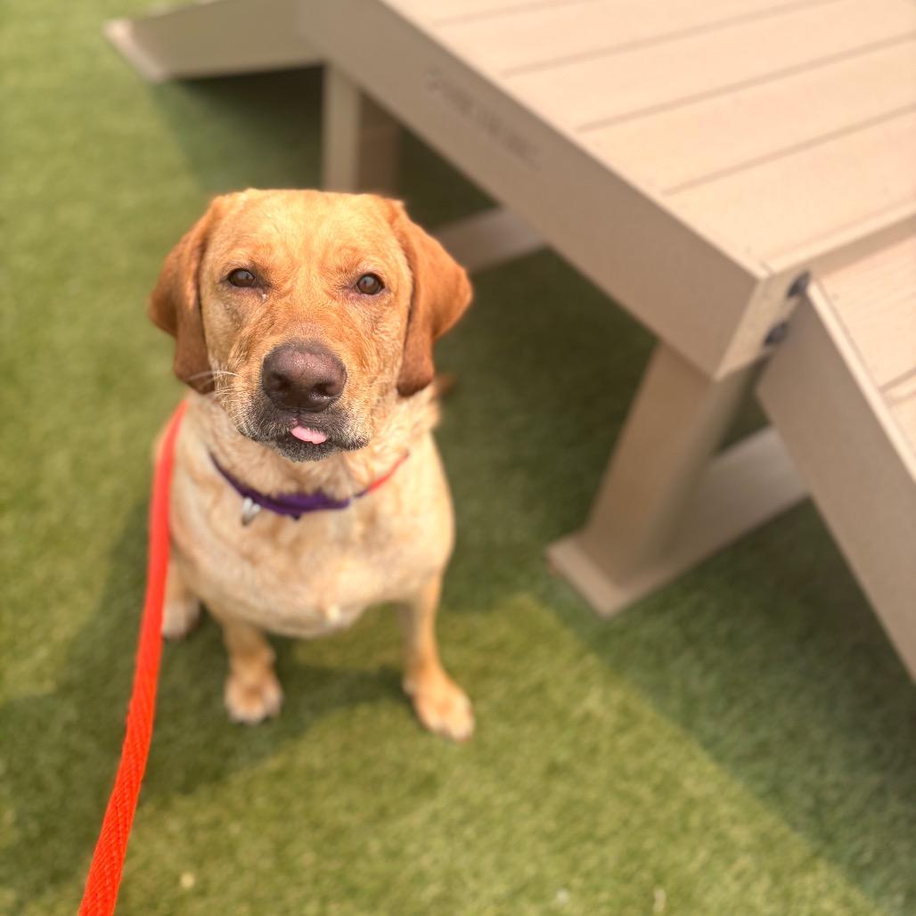 Lucky Joanna, a Adoptable Labrador Retriever in West Chester, PA image 1/6