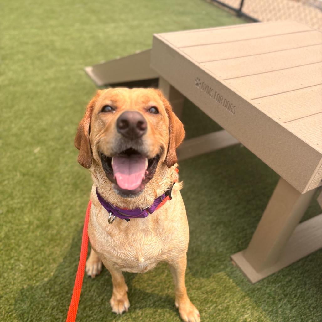 Lucky Joanna, a Adoptable Labrador Retriever in West Chester, PA image 2/6