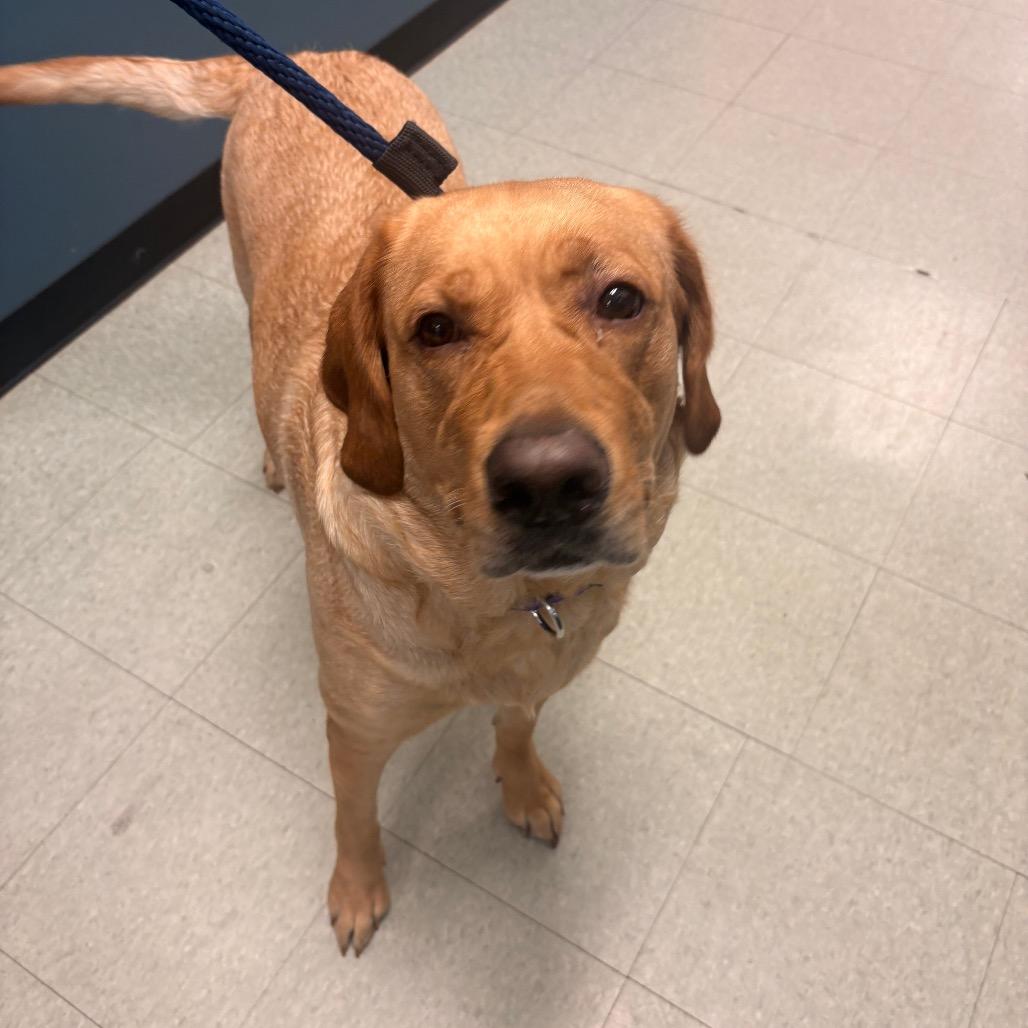 Lucky Joanna, a Adoptable Labrador Retriever in West Chester, PA image 3/6