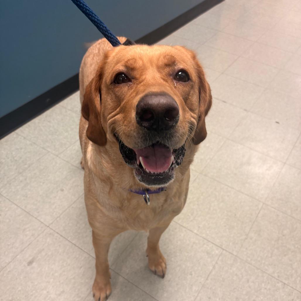 Lucky Joanna, a Adoptable Labrador Retriever in West Chester, PA image 4/6
