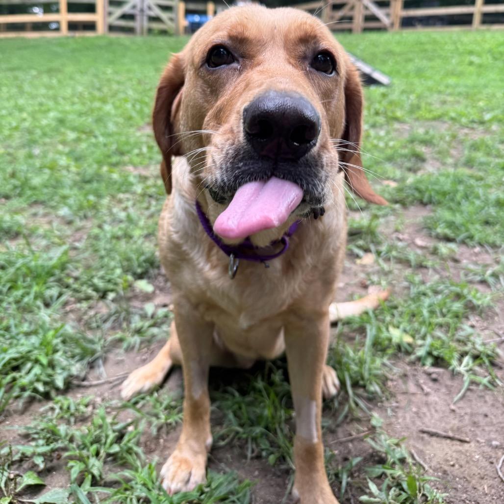 Lucky Joanna, a Adoptable Labrador Retriever in West Chester, PA image 5/6