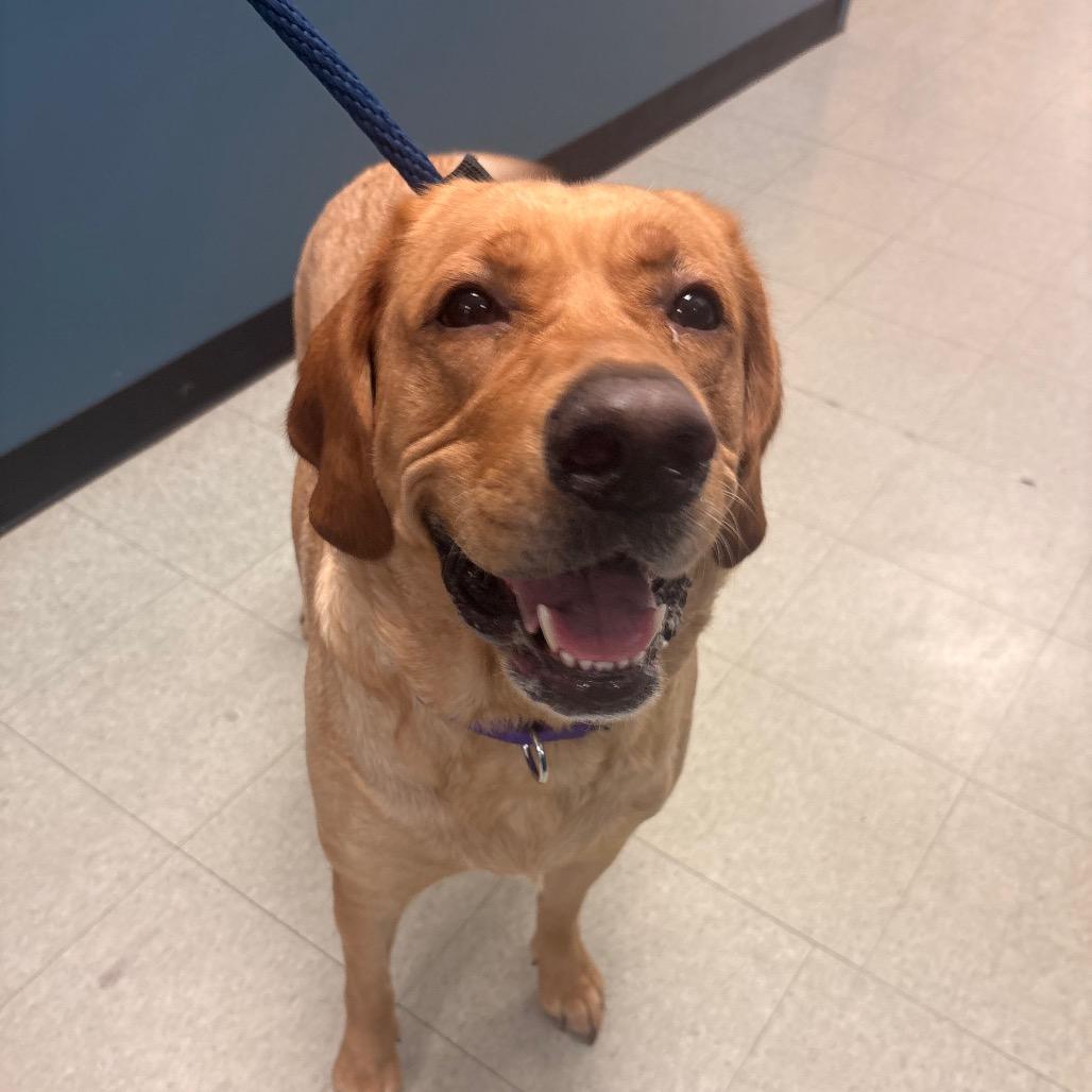 Lucky Joanna, a Adoptable Labrador Retriever in West Chester, PA image 6/6