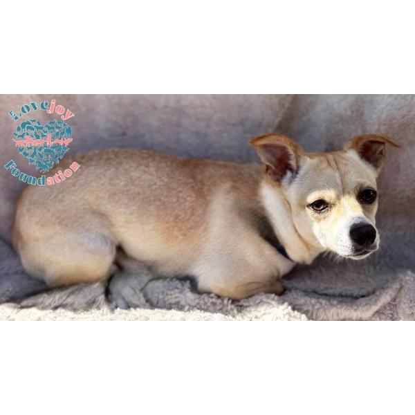 Mimi COH, Adoptable, Young Female Chihuahua.