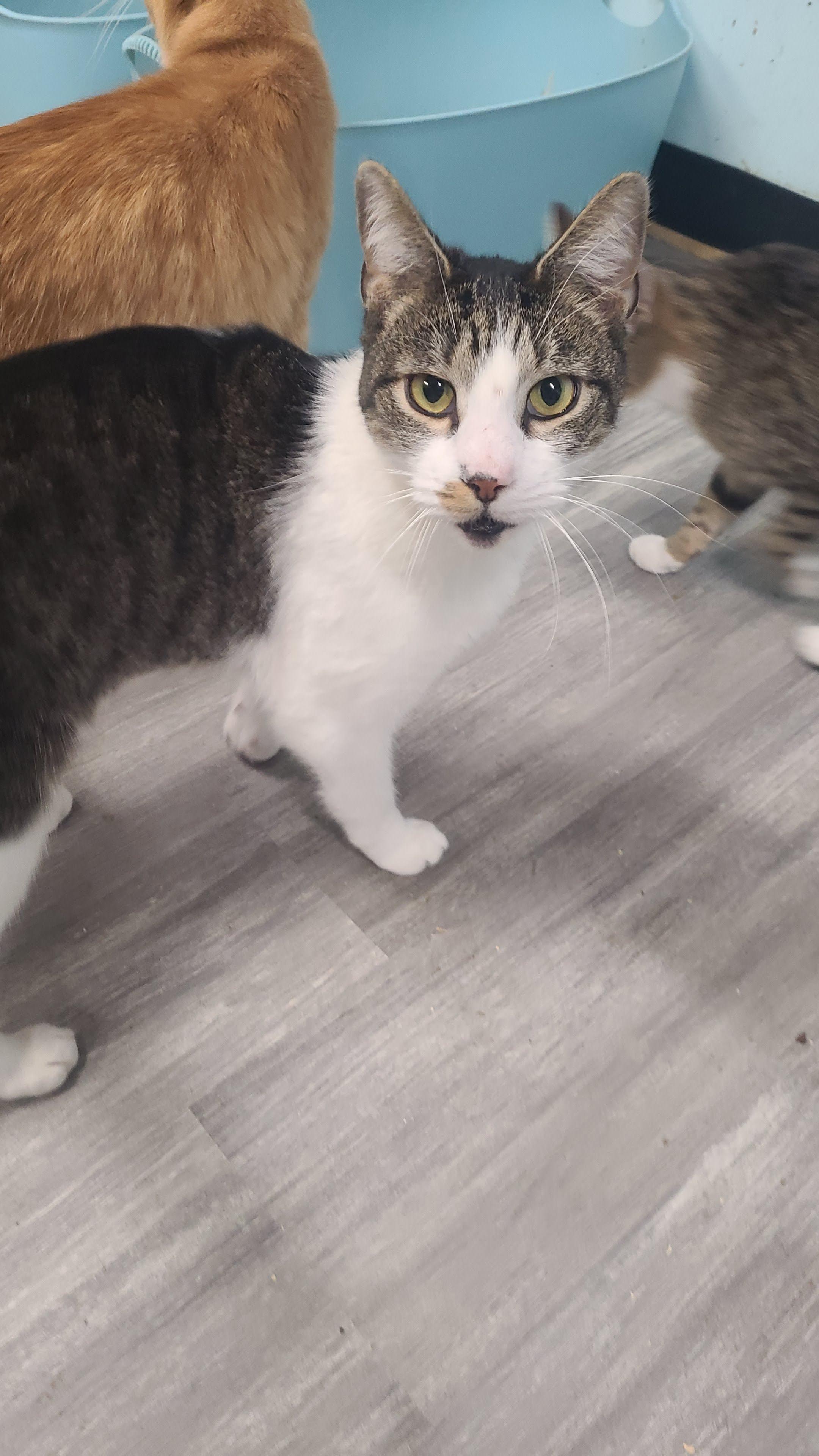 Teddy, a ADOPTABLE Domestic Short Hair in Norfolk, VA image 1/5