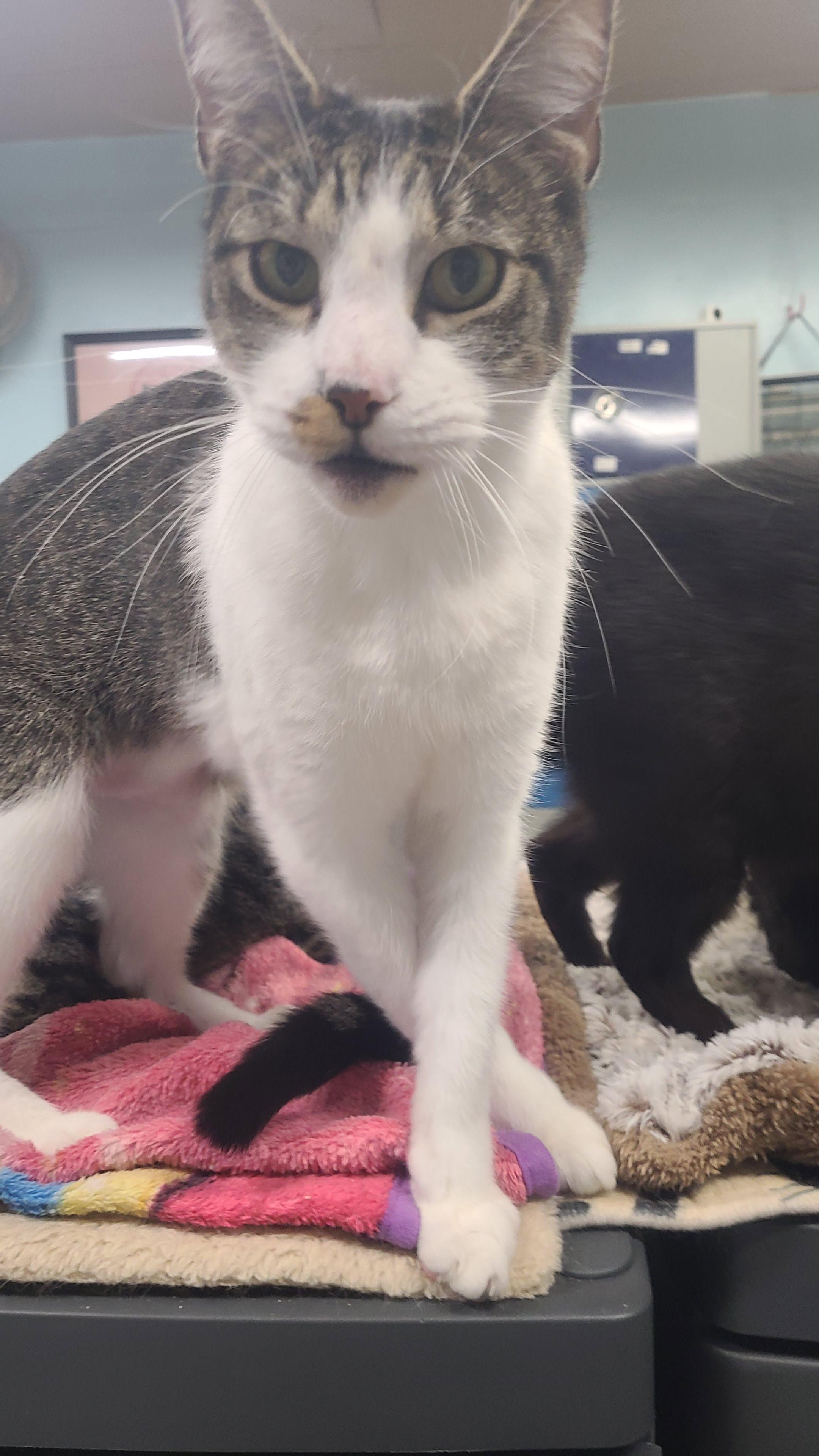 Teddy, a ADOPTABLE Domestic Short Hair in Norfolk, VA image 2/5