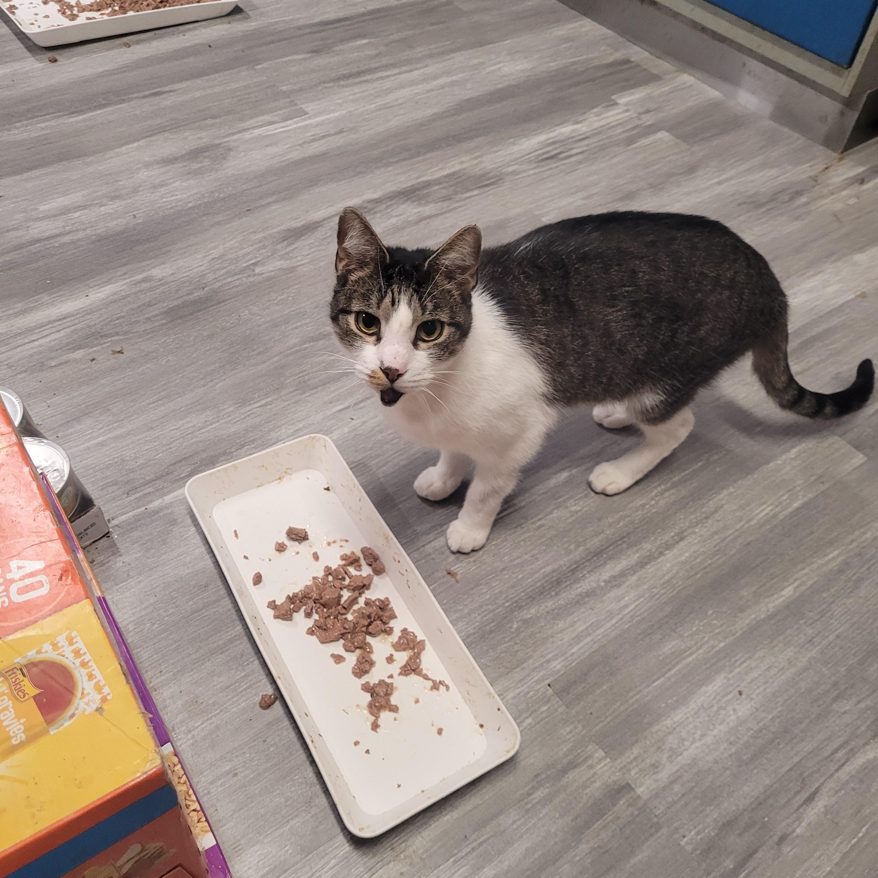 Teddy, a ADOPTABLE Domestic Short Hair in Norfolk, VA image 5/5
