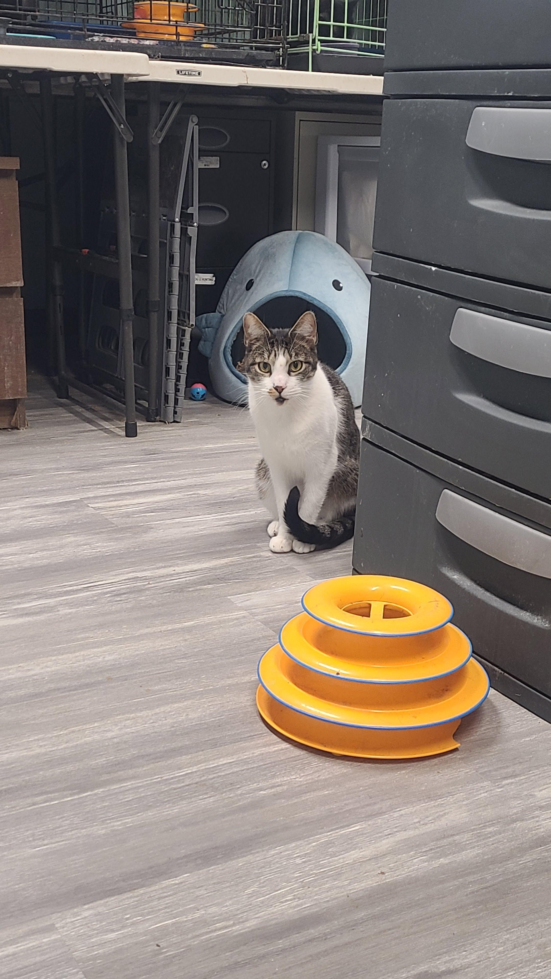 Teddy, a ADOPTABLE Domestic Short Hair in Norfolk, VA image 3/5