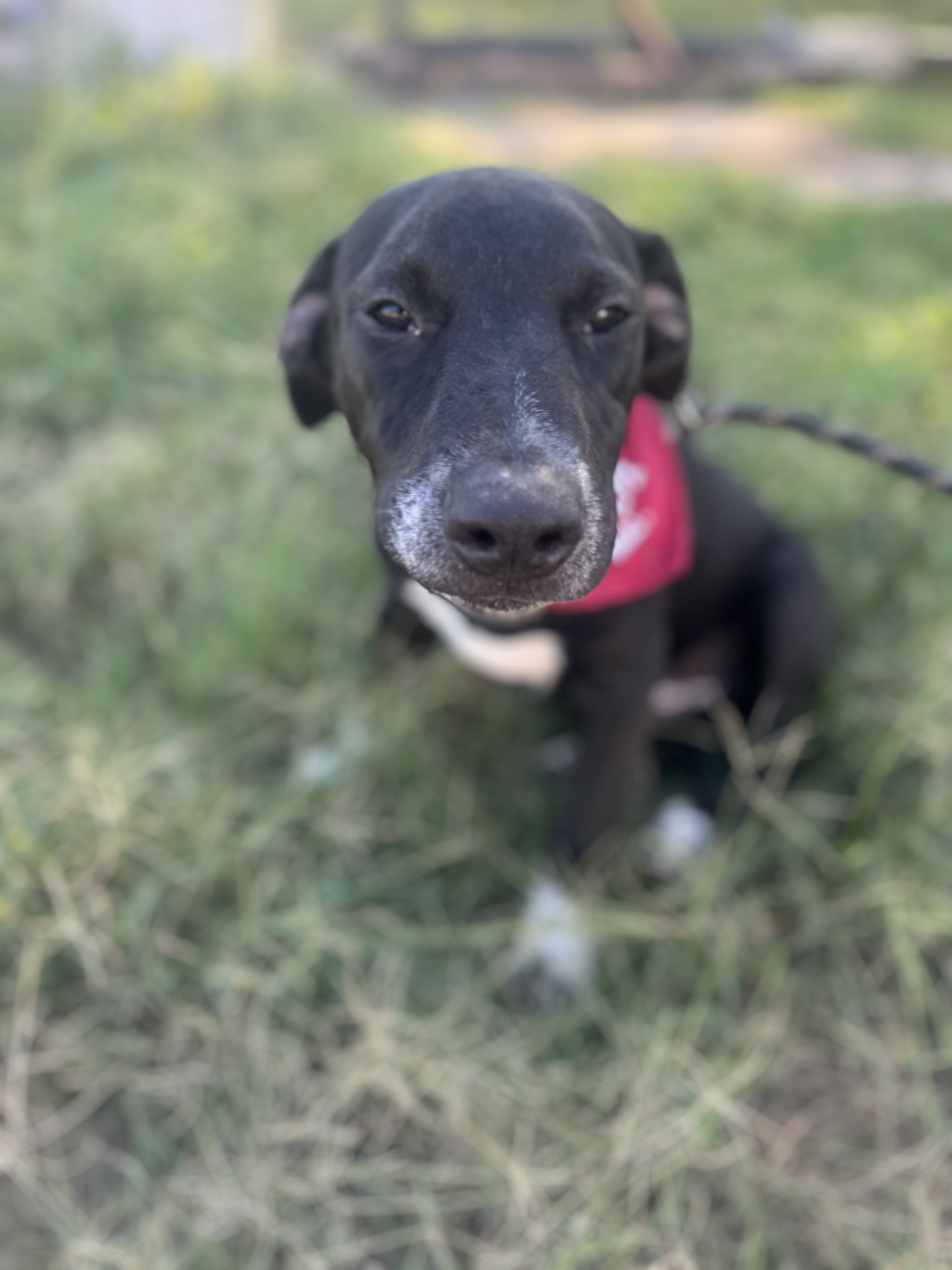 Dog for adoption Steer, a Mixed Breed in Houston, TX Petfinder