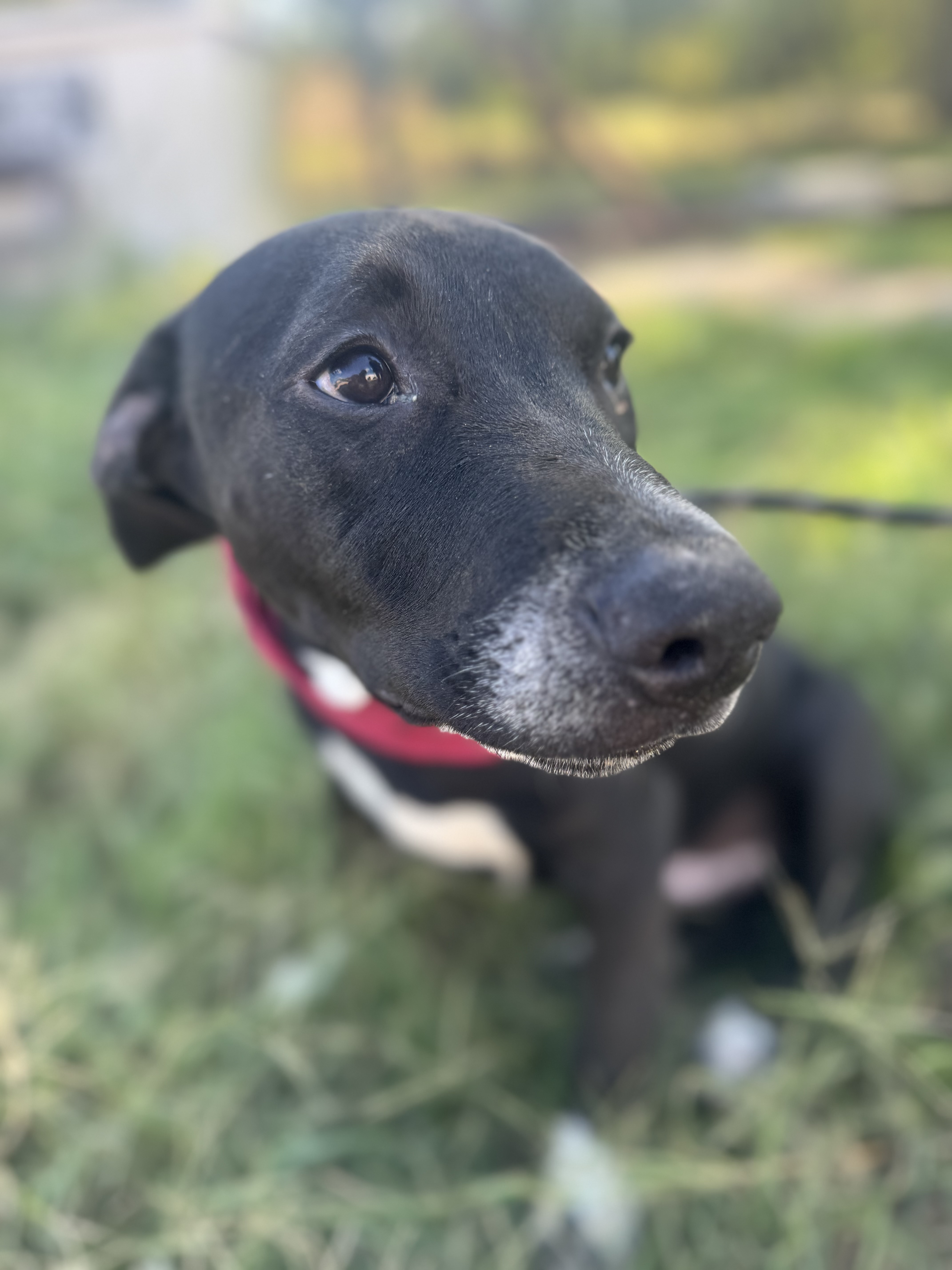 Dog for adoption Steer, a Mixed Breed in Houston, TX Petfinder