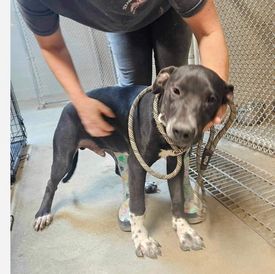 Dog for adoption Steer, a Mixed Breed in Houston, TX Petfinder