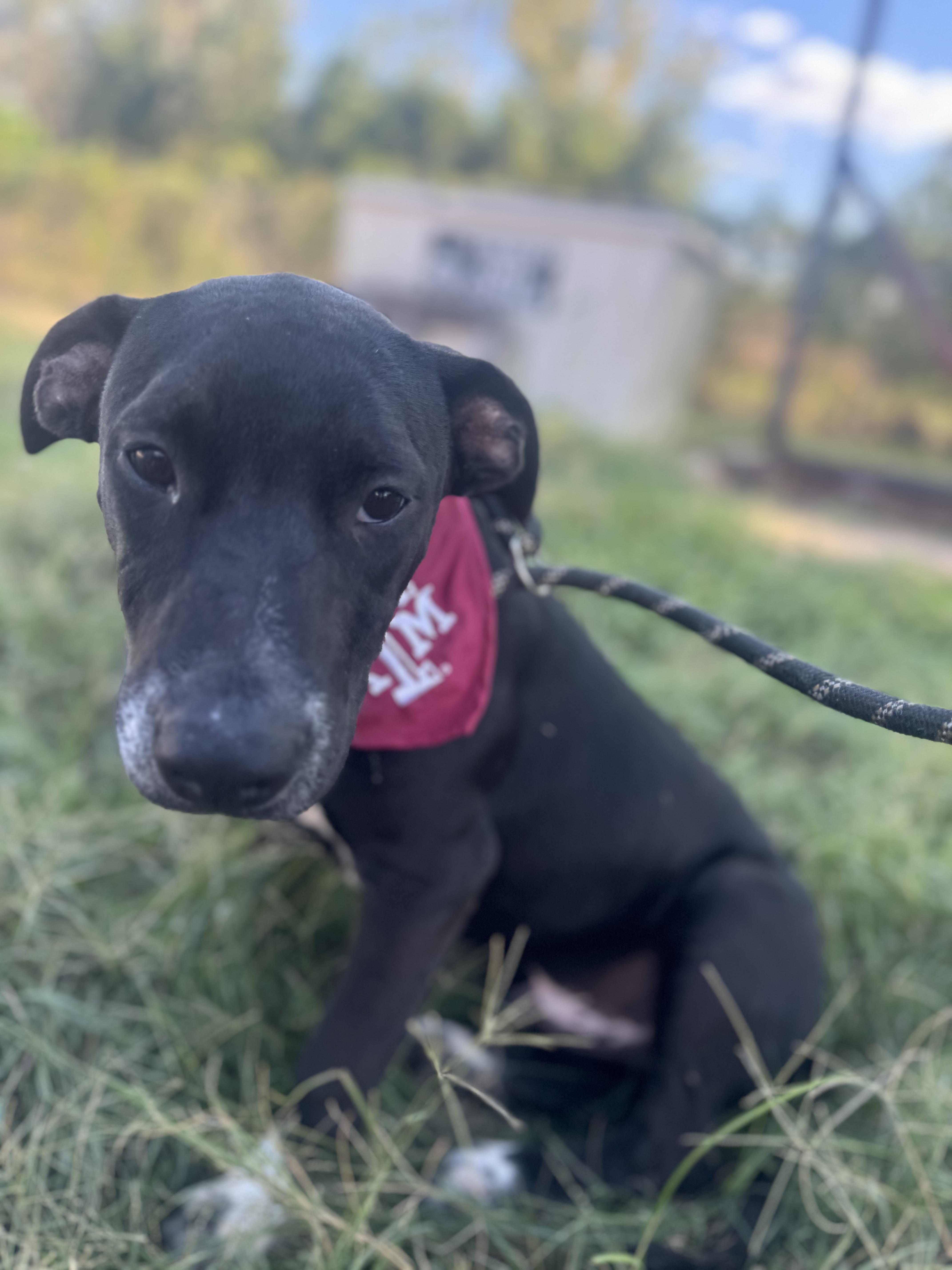 Dog for adoption Steer, a Mixed Breed in Houston, TX Petfinder