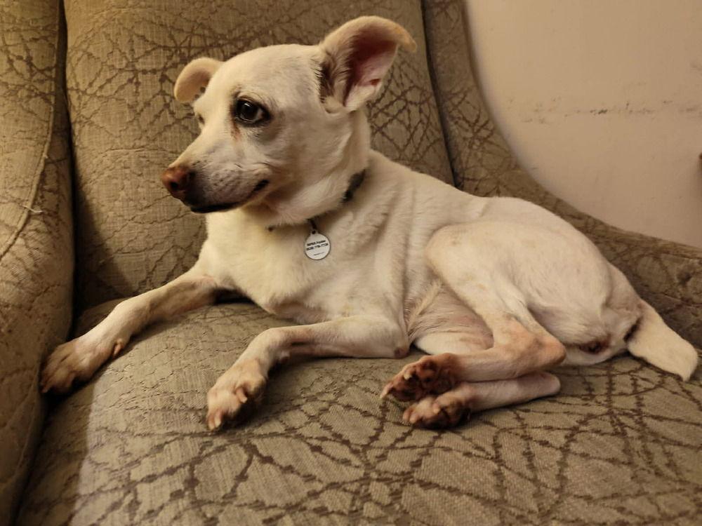 Dixie, a Adoptable Terrier in Candler, NC image 1/3