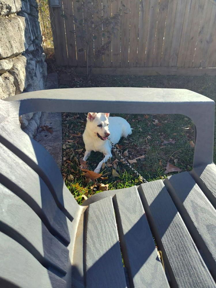 Dixie, a Adoptable Terrier in Candler, NC image 2/3