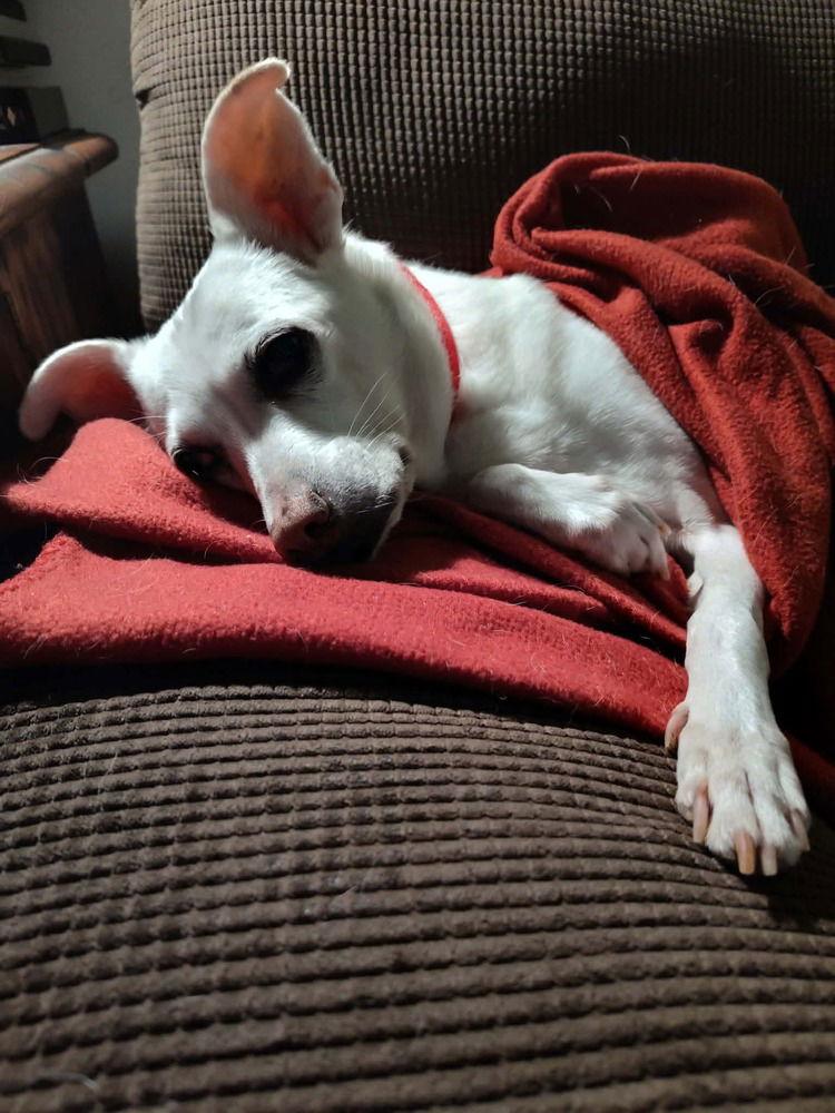 Dixie, Adoptable, Senior Female Terrier.