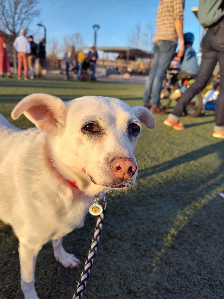 Dixie, a Adoptable Terrier in Candler, NC image 2/3