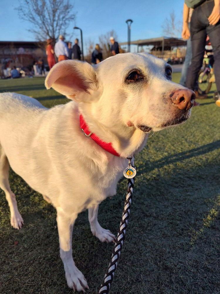 Dixie, a Adoptable Terrier in Candler, NC image 3/3