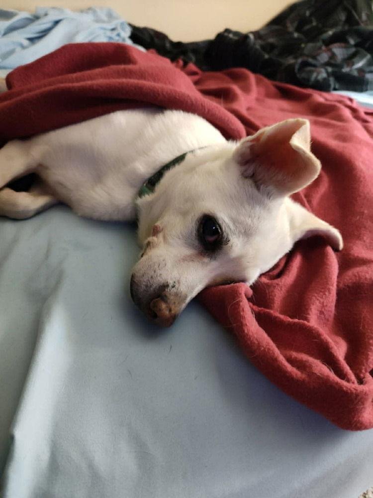 Dixie, a Adoptable Terrier in Candler, NC image 3/3