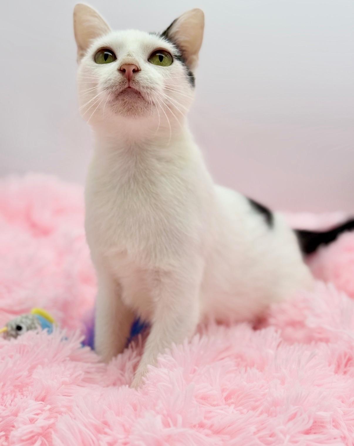 Enlarge Diet Pepsi, an adopted Domestic Short Hair in Covington, LA image 5/6