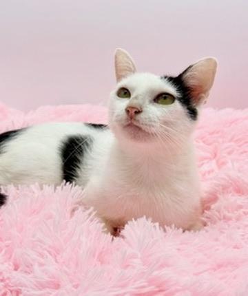 Enlarge Diet Pepsi, an adopted Domestic Short Hair in Covington, LA image 1/6