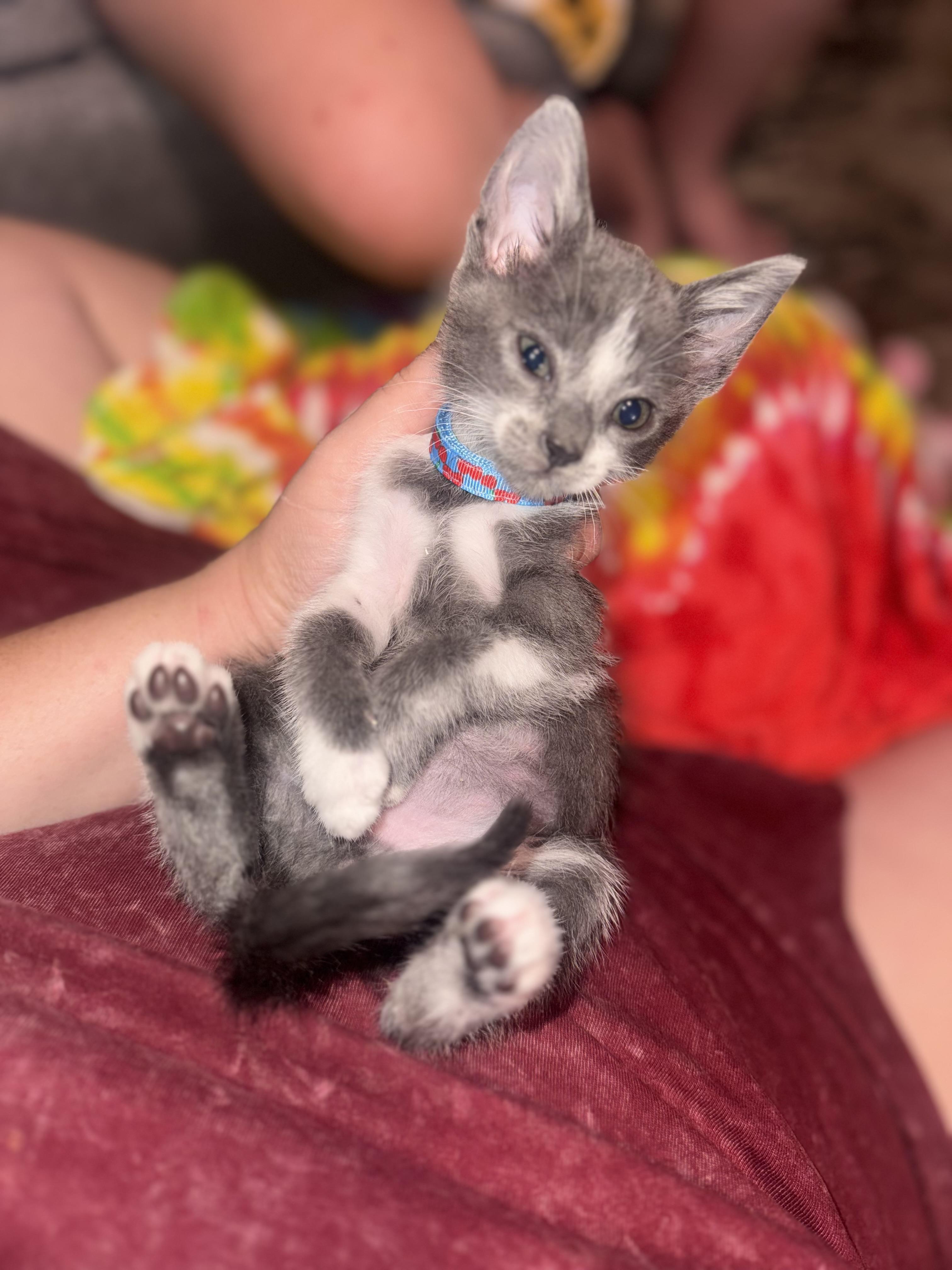 Enlarge Tuna, a Adoptable Domestic Short Hair in Lodi, CA image 4/5