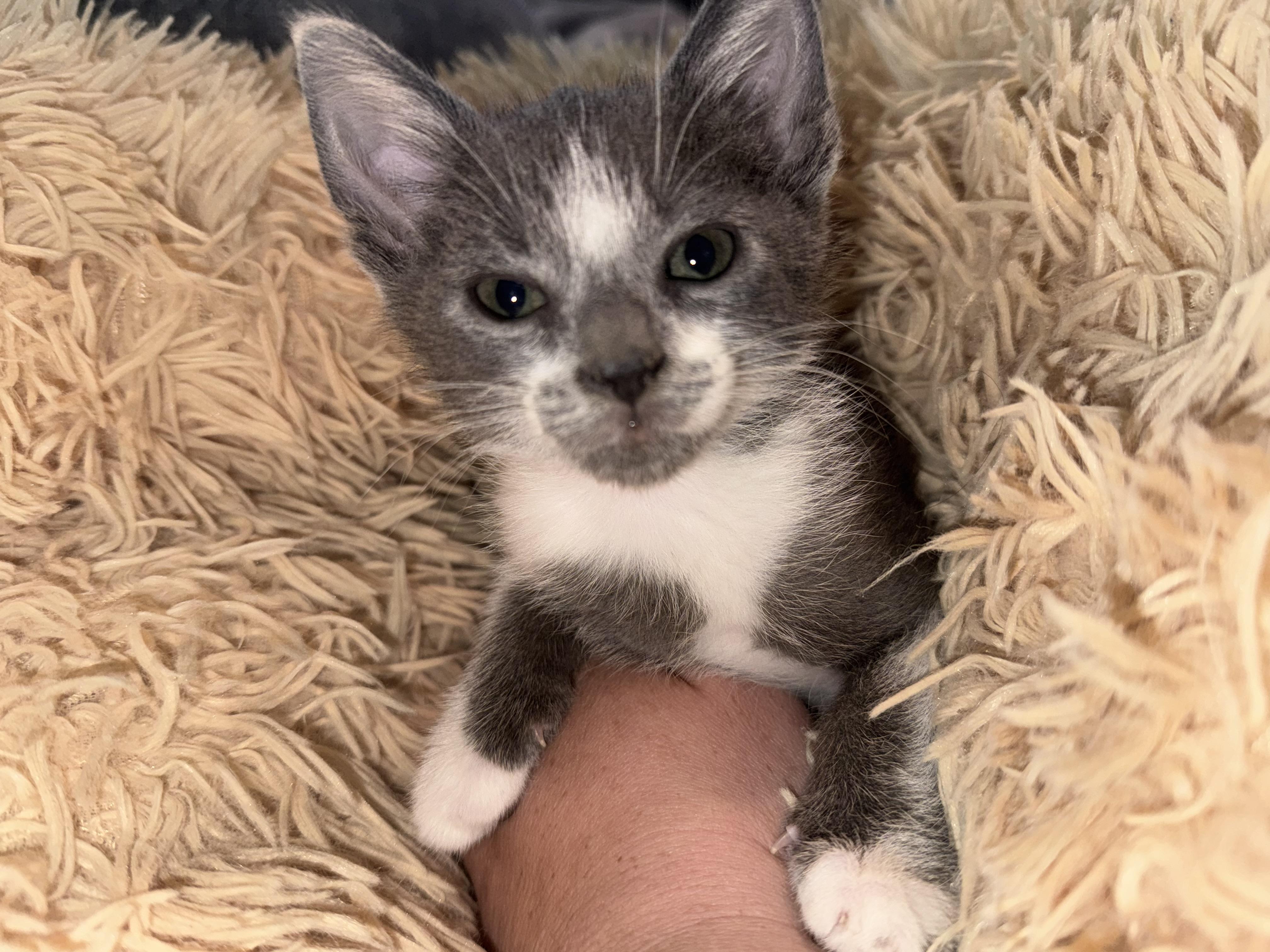 Tuna, Adoptable, Kitten Male Domestic Short Hair.