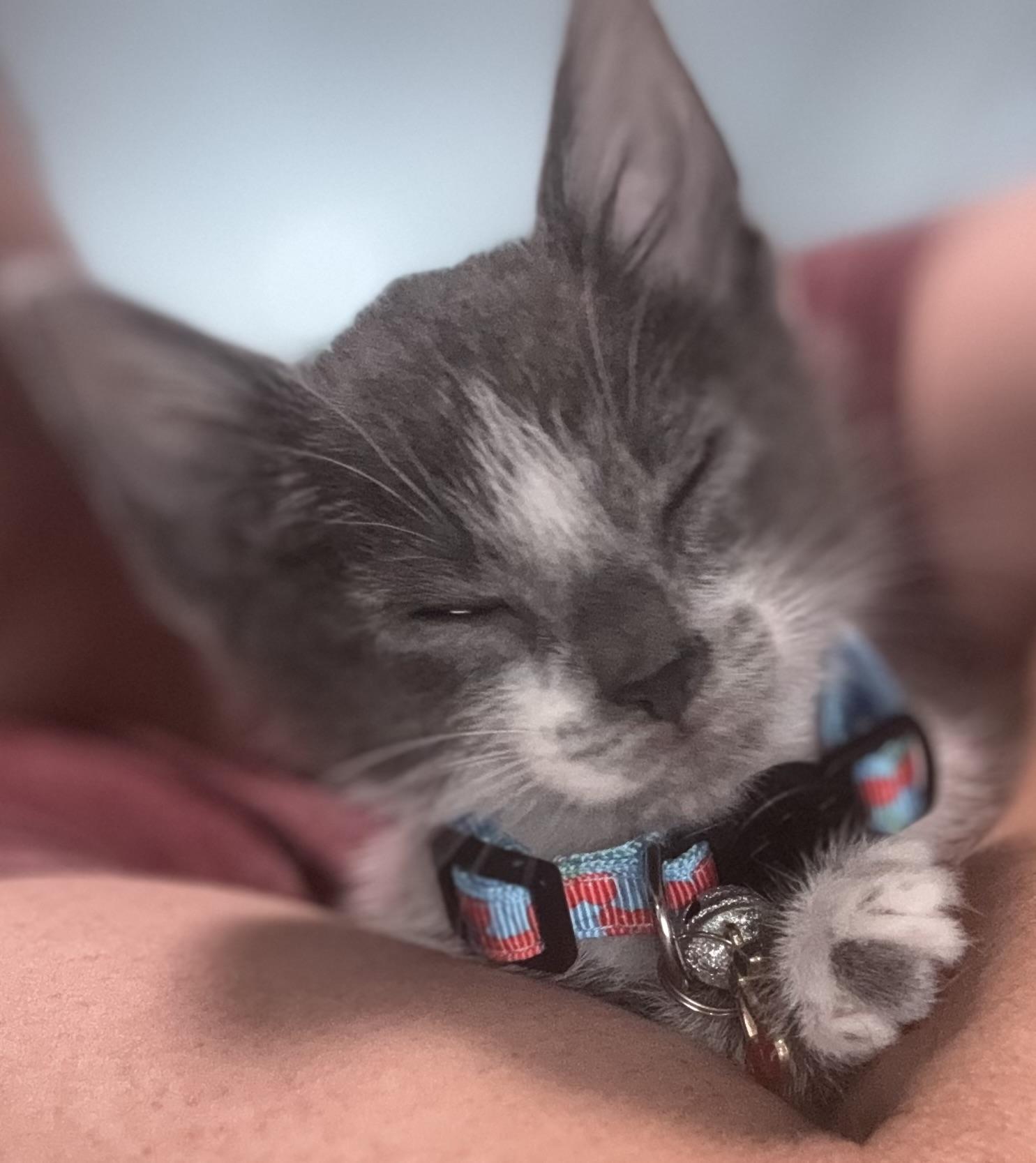 Enlarge Tuna, a Adoptable Domestic Short Hair in Lodi, CA image 5/5