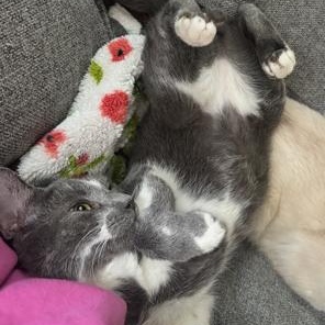 Enlarge Tuna, a Adoptable Domestic Short Hair in Lodi, CA image 2/5