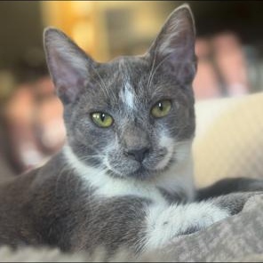 Tuna, Adoptable, Kitten Male Domestic Short Hair.