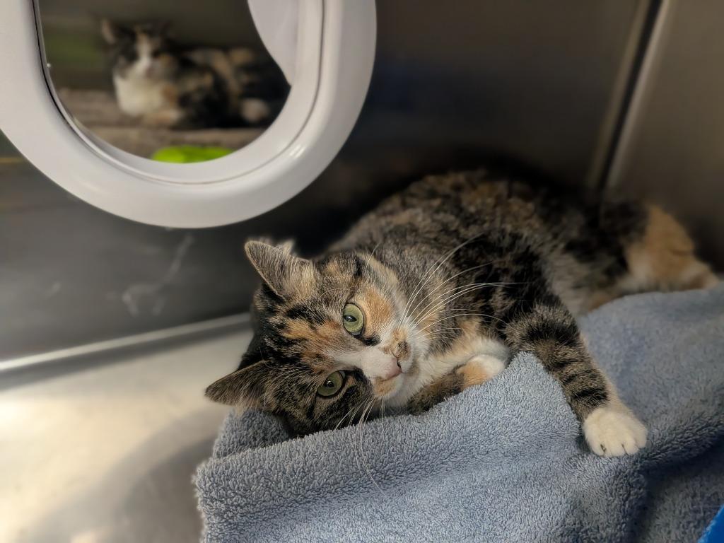 Patches - Bonded with Callie, Adoptable, Adult Female Domestic Short Hair.