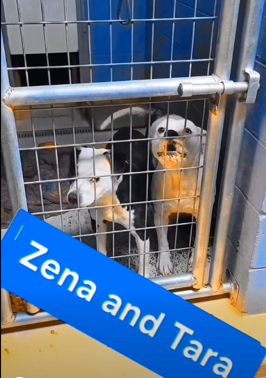 Enlarge Zena & Tara, a Adoptable Pit Bull Terrier in Attica, IN image 1/1