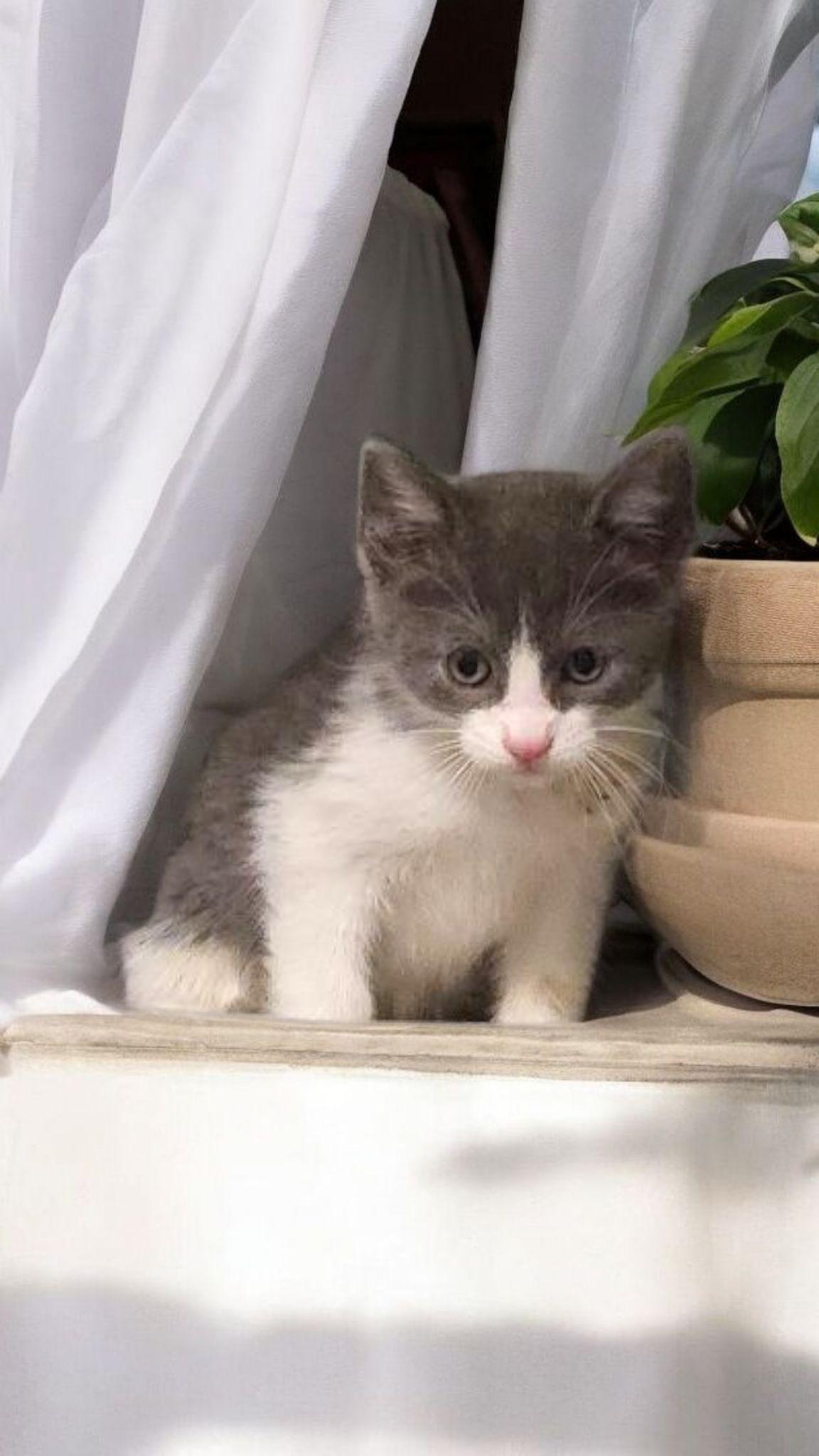 Enlarge Milo, a Adoptable mixed breed in Hawthorne, CA image 1/1