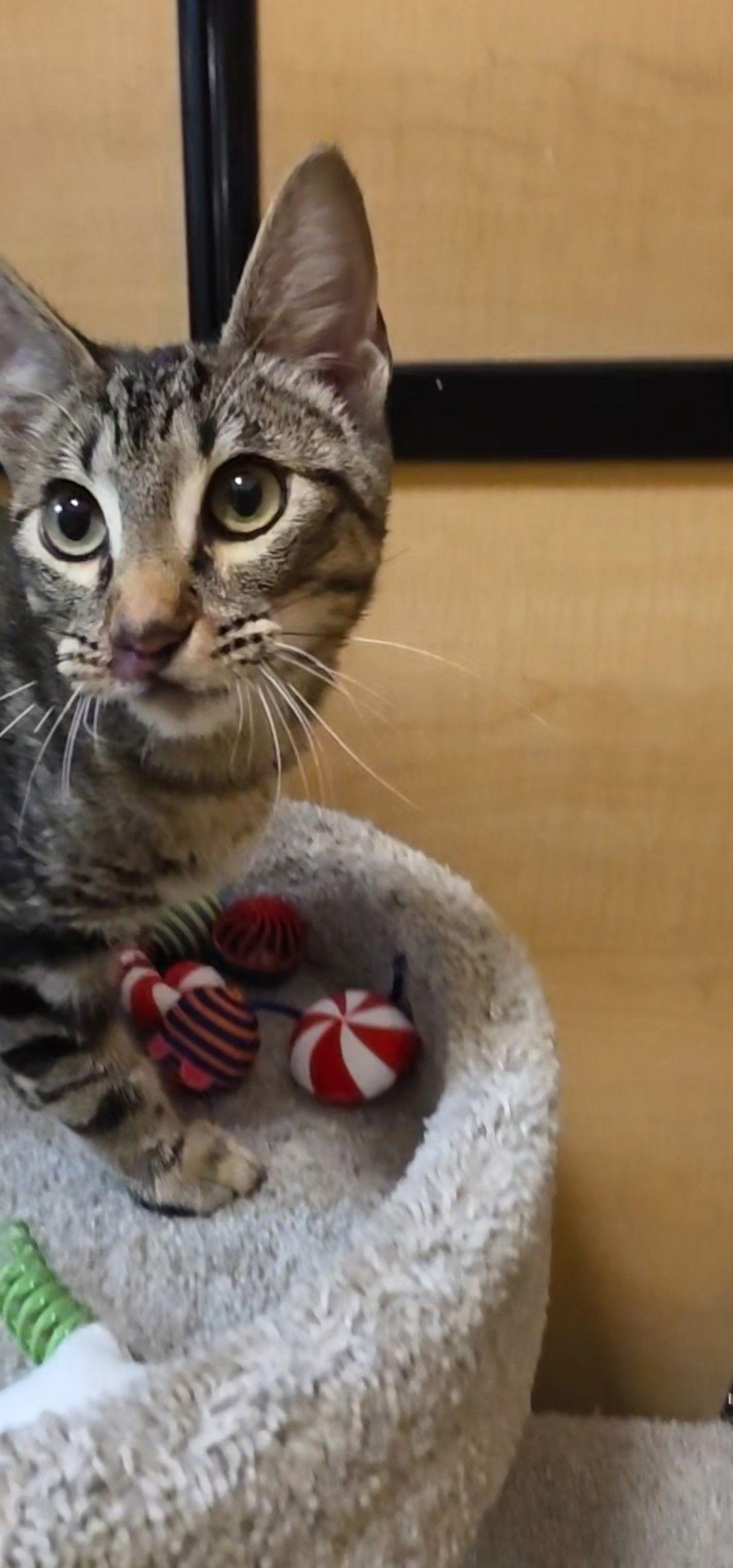 Enlarge Sammy, a Adoptable Domestic Short Hair in Rowlett, TX image 1/2