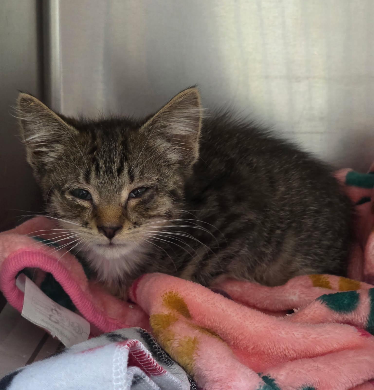 Neve, ADOPTABLE, Kitten Female Domestic Short Hair.