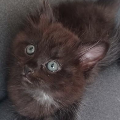 Enlarge Little Bit, a ADOPTABLE mixed breed in Bolingbrook, IL image 2/5