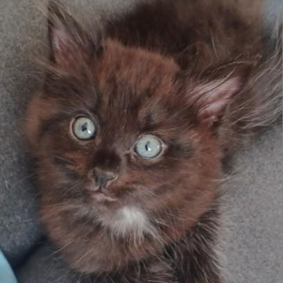 Little Bit, ADOPTABLE, Kitten Female Domestic Medium Hair.