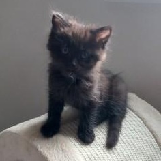 Enlarge Little Bit, a ADOPTABLE mixed breed in Bolingbrook, IL image 4/5