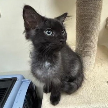 Enlarge Little Bit, an adopted mixed breed in Bolingbrook, IL image 2/6
